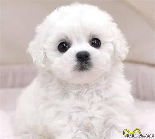 狗狗身上有毛结咋办,轻松去除犬毛结的方法