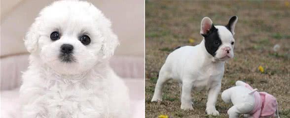 狗狗身上有毛结咋办，轻松去除犬毛结的方法