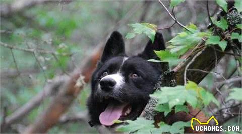 这个原生犬种在西伯利亚的森林里缠斗黑熊，老毛子甚至用它来猎虎