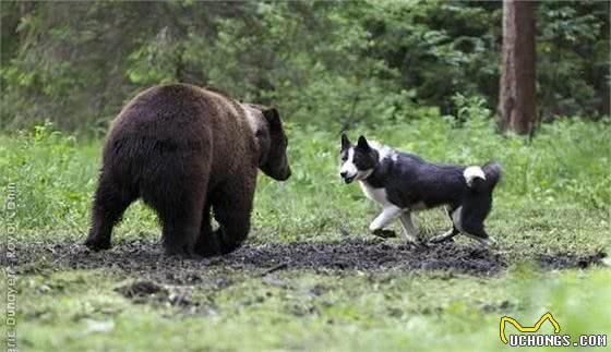 这个原生犬种在西伯利亚的森林里缠斗黑熊，老毛子甚至用它来猎虎