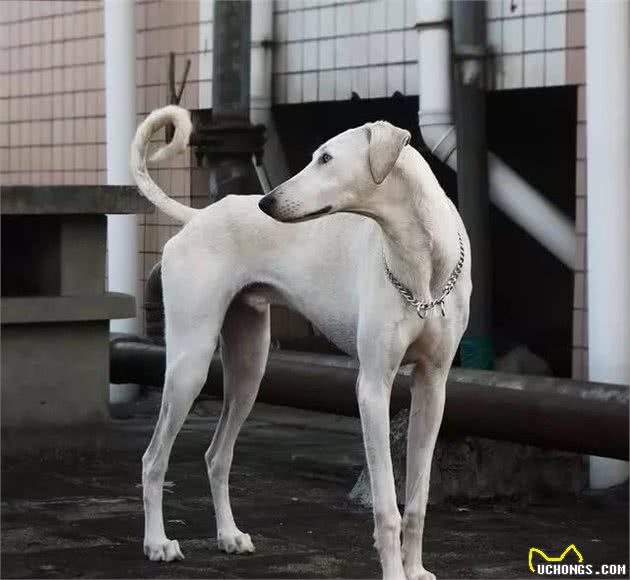 哮天犬是什么犬？我一直以为是中华田园犬，结果还不是