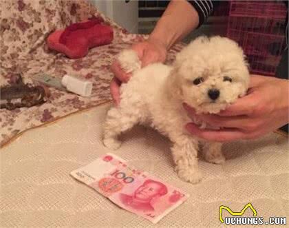 只有手掌大的茶杯泰迪犬，看到有人拍摄就这么卖萌，把人的心都萌化