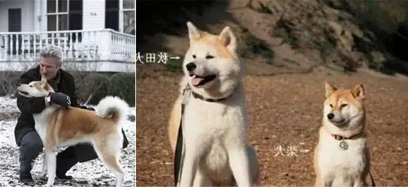 公开课|以忠诚闻名的大型犬种—秋田犬