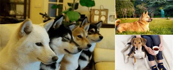 狗狗的毛色能够影响犬性格，按颜色选狗的诀窍，快学起来