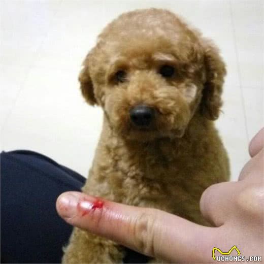 泰迪犬真的好养吗？不要被那些“谎话”骗了，清点它的7大缺陷