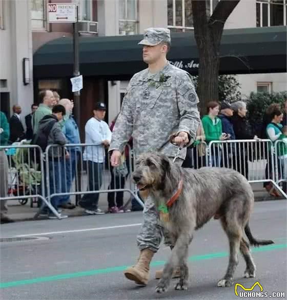 爱尔兰猎狼犬，世界上最高大的狗