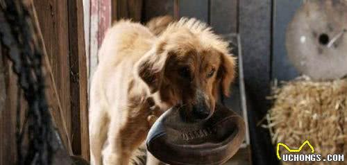 一条狗的使命贝利轮回了几回一条狗的使命犬的品种叫什么