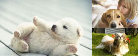 狗狗发烧后不要慌！传授一个经验给大家！