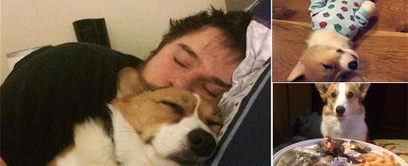 柯基犬有这5个特点，说明日子过得美滋滋的