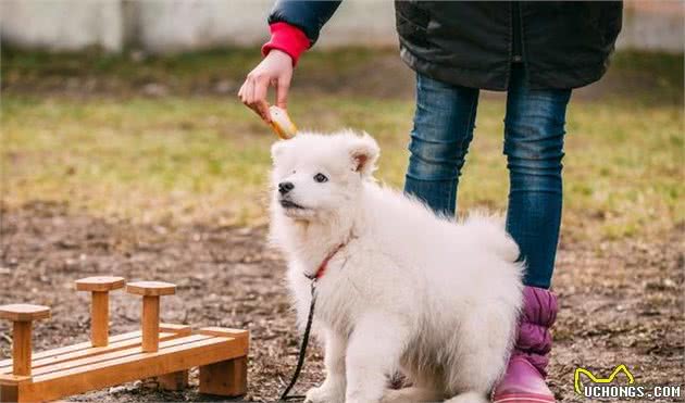 萨摩耶犬的六大优点，养过的人都说不后悔！