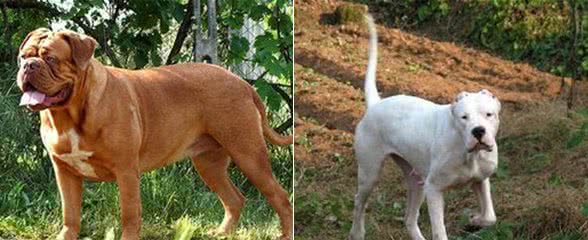 这十种最凶悍的名犬，一般人最好别养