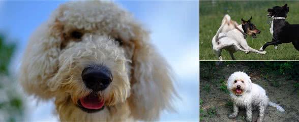 狗狗这5个部位容易脏,若不定期清洗,不只有臭味,还可能生病!