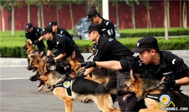 国内热门警犬，别忘了我们中国犬的骄傲—昆明犬