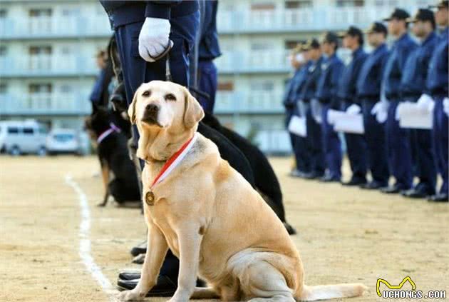 国内热门警犬，别忘了我们中国犬的骄傲—昆明犬