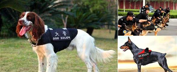 国内热门警犬，别忘了我们中国犬的骄傲—昆明犬