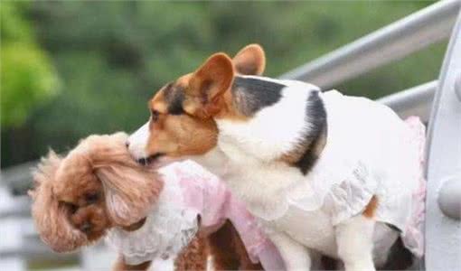 都是宠物犬，泰迪犬和柯基犬比较，谁更好饲养一目了然