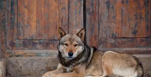母犬到底应不应该绝育？看了这篇文章后你们会怎么认为