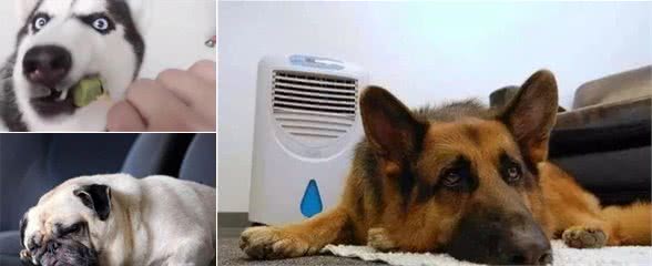你知道吗？狗狗也会中暑！