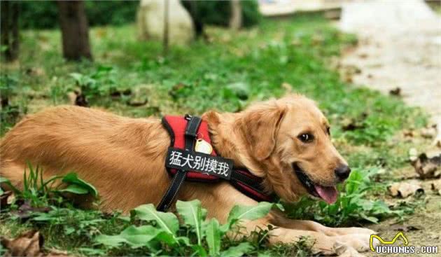 金毛犬有这6个优点，难怪有这么多人喜欢它，你也喜欢它吗？