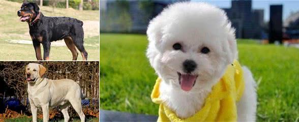 最“温顺”的八种狗狗，最受孩子们的喜欢，天生的陪同犬