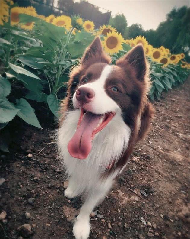 边牧犬难养？学好下面几点，教你如何养一只成精的边境牧羊犬！