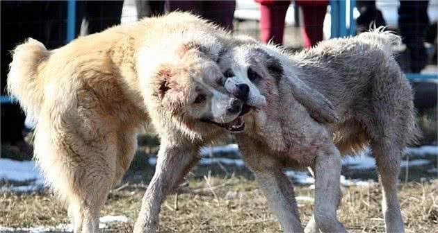 如何安全地制止犬打架，请勿独自介入，防止成为它们的攻击目标