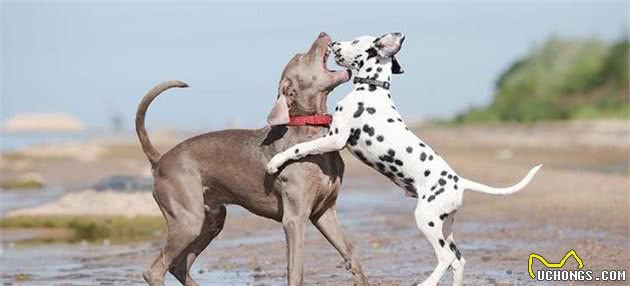 如何安全地制止犬打架，请勿独自介入，防止成为它们的攻击目标