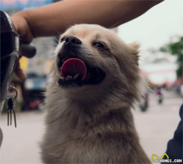 京巴犬、吉娃娃还有哪些狗狗适合老人饲养？老人养狗有什么好处呢