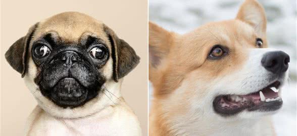 京巴犬、吉娃娃还有哪些狗狗适合老人饲养？老人养狗有什么好处呢