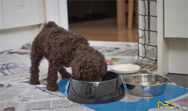 关于贵宾犬喂食，你了解多少？“能吃的”VS“不能吃的”