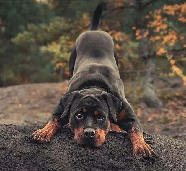 大型狗的幼犬这么喂，小心关节变形