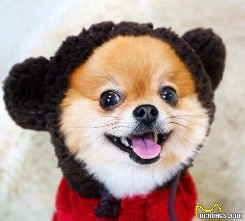 狗狗吃便便的5大原因，如何改正？