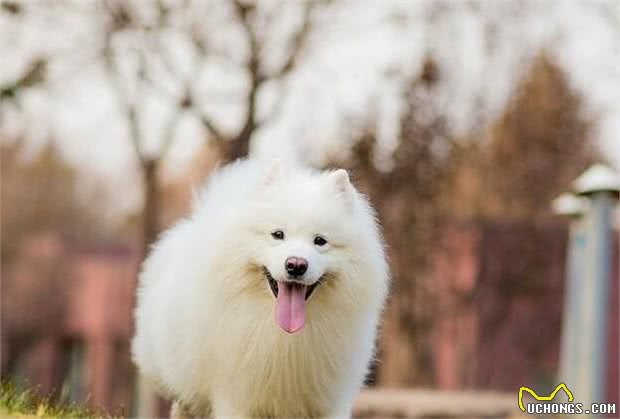 解读“萨摩耶犬”，生来就拥有贵族气质的狗狗，内心却是捣蛋鬼