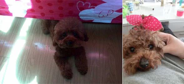 为什么要养狗？孩子与狗狗一同成长的日子！