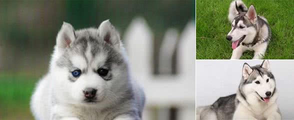 哈士奇的幼犬时期，肯定了以后的身体健康，主人要如何饲养