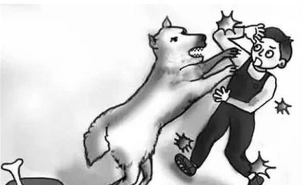 狗狗养护知识·犬护食怎么办？