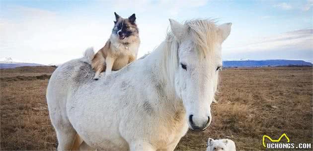 能在冰雪中放羊的冰岛牧羊犬，曾是优秀牧羊犬的它们，却濒临灭绝