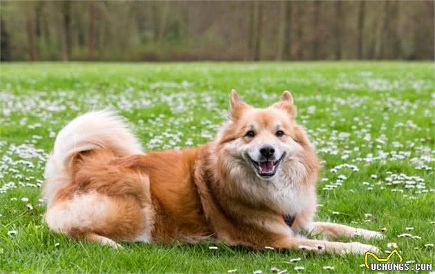 能在冰雪中放羊的冰岛牧羊犬，曾是优秀牧羊犬的它们，却濒临灭绝