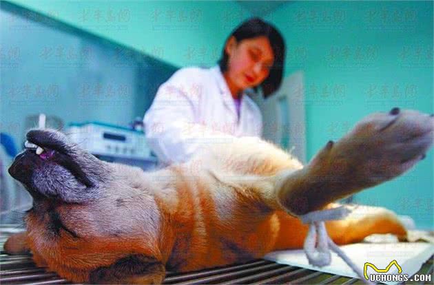 戒掉这5个发胖“恶习”，让狗狗的体重，慢慢降下来