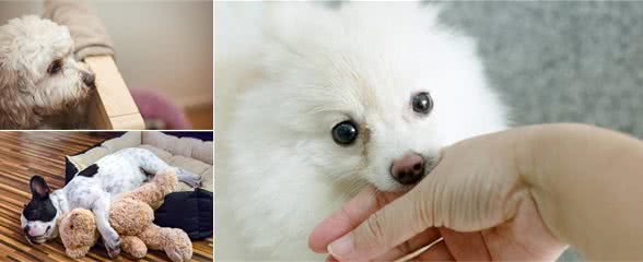 狗狗身体出现疼痛的征兆，蜷缩发抖只是其一，你还知道哪些？