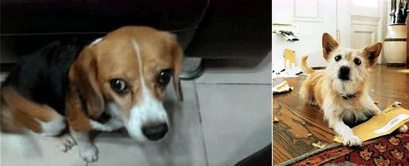 狗狗犯错了，不是去打，而是要正确的引导和教育