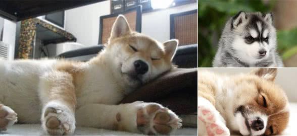 狗每天睡多久？