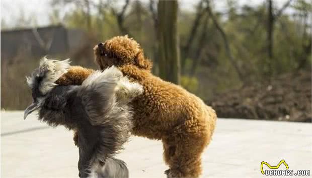 泰迪犬常见的6个坏毛病，你家狗子有哪一个？