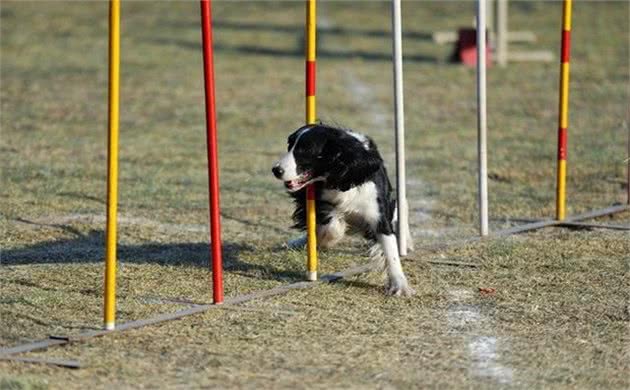 肺炎期间人宠都禁足，爱犬缺少运动，铲屎官该如何保证狗狗健康