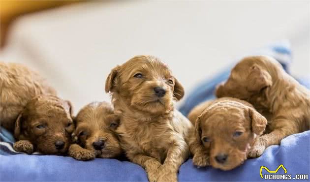 怎么挑选美观的幼犬，看以下几点