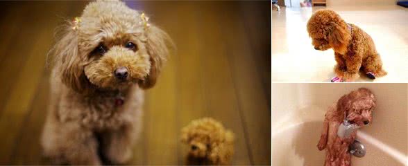 谨记,帮贵宾犬洗澡,这些错误的做法主人别犯