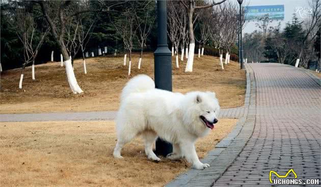 想要训练出优雅气质的萨摩耶犬，应当怎么训练？