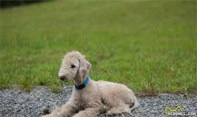 解读“贝灵顿梗犬”，集所有高贵气质于一身，从不脱毛的宠物犬