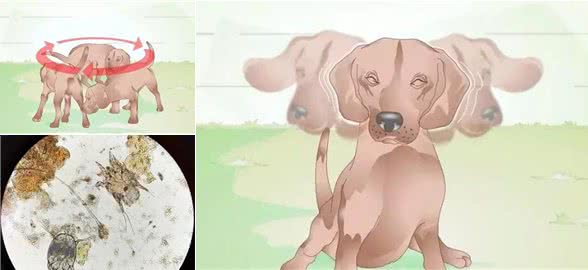 养犬百科：狗狗出现这些迹象，就是有耳螨了