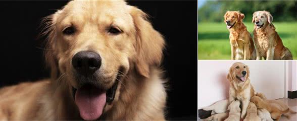 养一只金毛犬当宠物吧，养过的人都说好